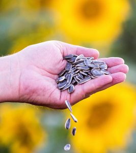 7 Benefits Of Sunflower Seeds, Nutrition ...
