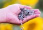 7 Benefits Of Sunflower Seeds, Nutrition ...