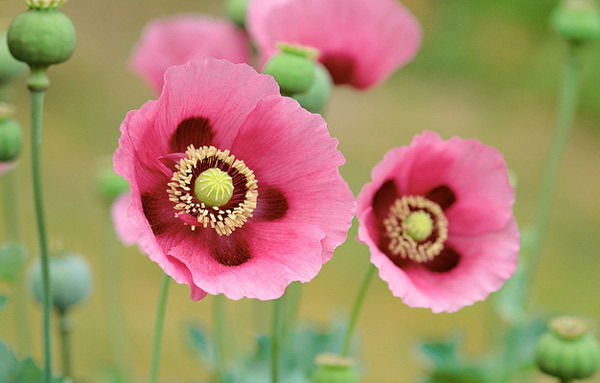 Floral perfume