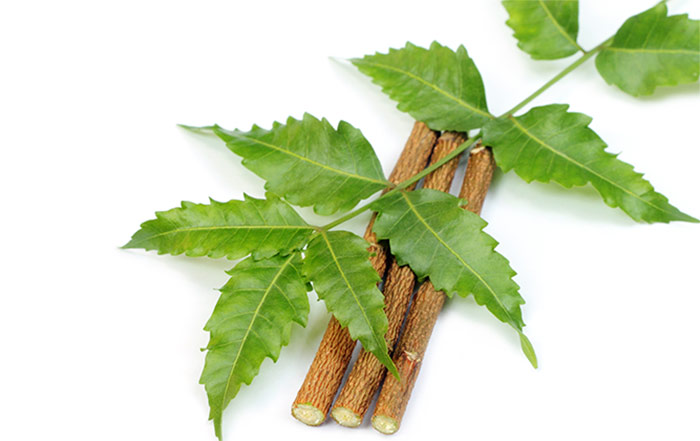 Neem is an ancient Indian beauty secret